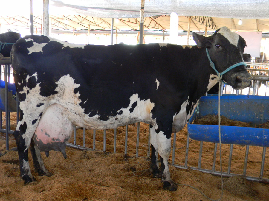 Iguatu;CE: vaca leiteira da raça holandesa na Expoleite em Iguatu;