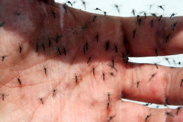 SCA CAMPINAS 12/03/2015 - ALIÁS - ESPECIAL DOMINICAL - Fabrica de mosquitos da dengue - Fotos nos laboratórios da empresa Oxitec que desenvolve  mosquitos aedes geneticamente modificados.FOTO SERGIO CASTRO/ESTADÃO.