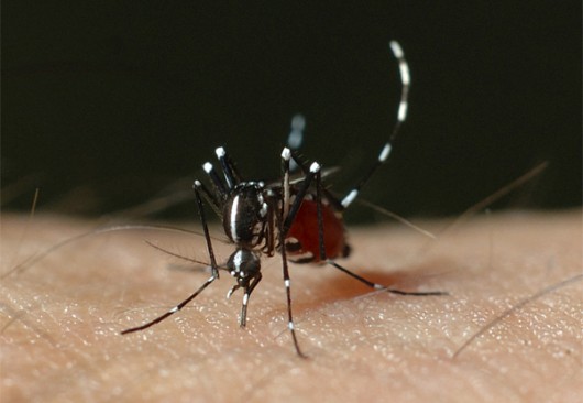 mosquito-dengue-emdefesadasaude